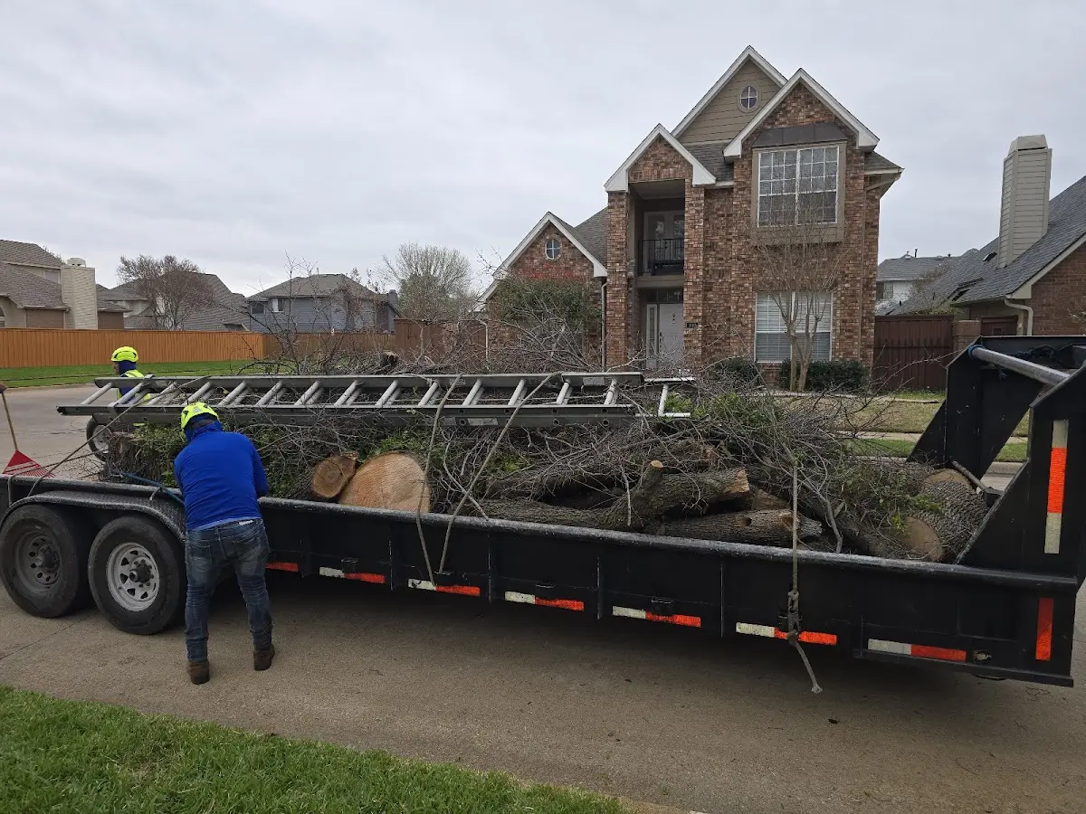 Expert Tree Removal with proper safety equipment in Lafayette